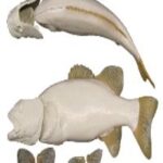 Smallmouth Bass w/ Gills