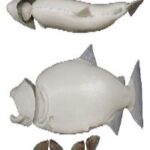 Male Chinook Salmon Form