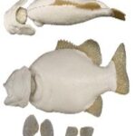 Smallmouth Bass w/ Gills