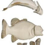 Smallmouth Bass w/ Gills