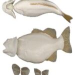 Smallmouth Bass w/ Gills