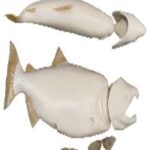 Male Chinook Salmon Form