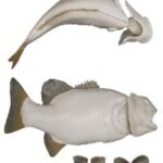 Smallmouth Bass w/ Gills