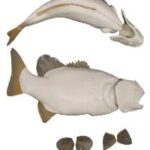 Smallmouth Bass w/ Gills