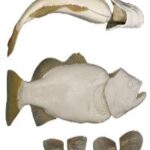 Largemouth Bass w/ Gills