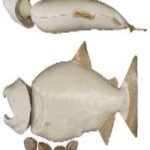 Male Chinook Salmon Form