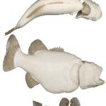 Largemouth Bass w/ Gills