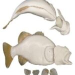 Largemouth Bass w/ Gills