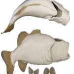 Largemouth Bass w/ Gills