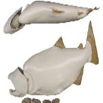 Male Chinook Salmon Form