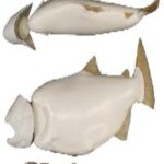 Female Chinook Salmon Form