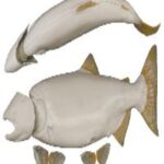 Female Chinook Salmon Form