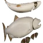 Male Chinook Salmon Form