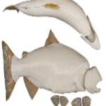 Female Chinook Salmon Form
