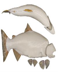 Female Chinook Salmon Form