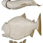 Male Chinook Salmon Form