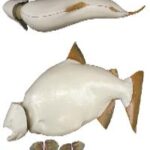 Female Chinook Salmon Form