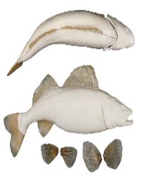 Walleye Fish Form