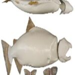 Male King Salmon Form