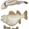 Walleye Fish Form