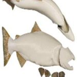 Male King Salmon Form