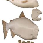 Male King Salmon Form