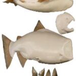 Male King Salmon Form