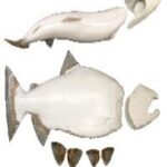 Male King Salmon Form