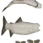 Rainbow Trout Fish Form - No Gills