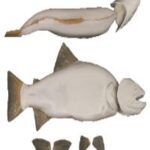 Brook Trout Body Form