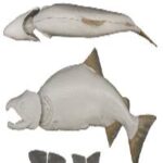 Male Silver Sockeye Salmon Form