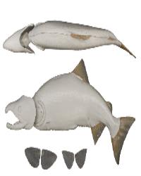 Male Silver Sockeye Salmon Form
