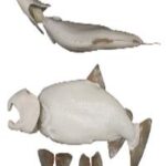 Male Silver Salmon Form