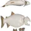 Male Silver Salmon Form