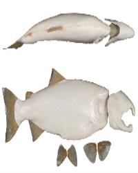 Male Silver Salmon Form