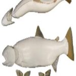 Female Steelhead Trout Form