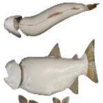 Female Rainbow Trout Fish Form