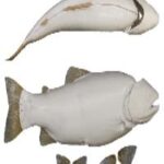 Male Rainbow Trout Fish Form