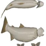 Female Rainbow Trout Fish Form