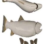 Alaskan Male Rainbow Trout Form