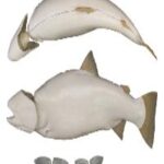 Male Rainbow Alasken Trout Form