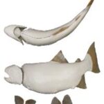 Male Rainbow Trout Fish Form