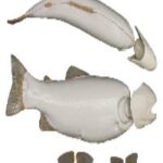 Female Rainbow Trout Fish Form