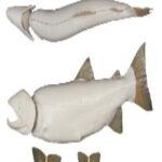 Male Rainbow Trout Fish Form