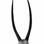 Antlers & Horns