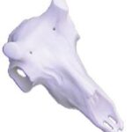Skulls