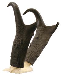 Antlers & Horns
