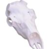Skulls