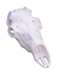 Skulls