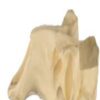 Skulls
